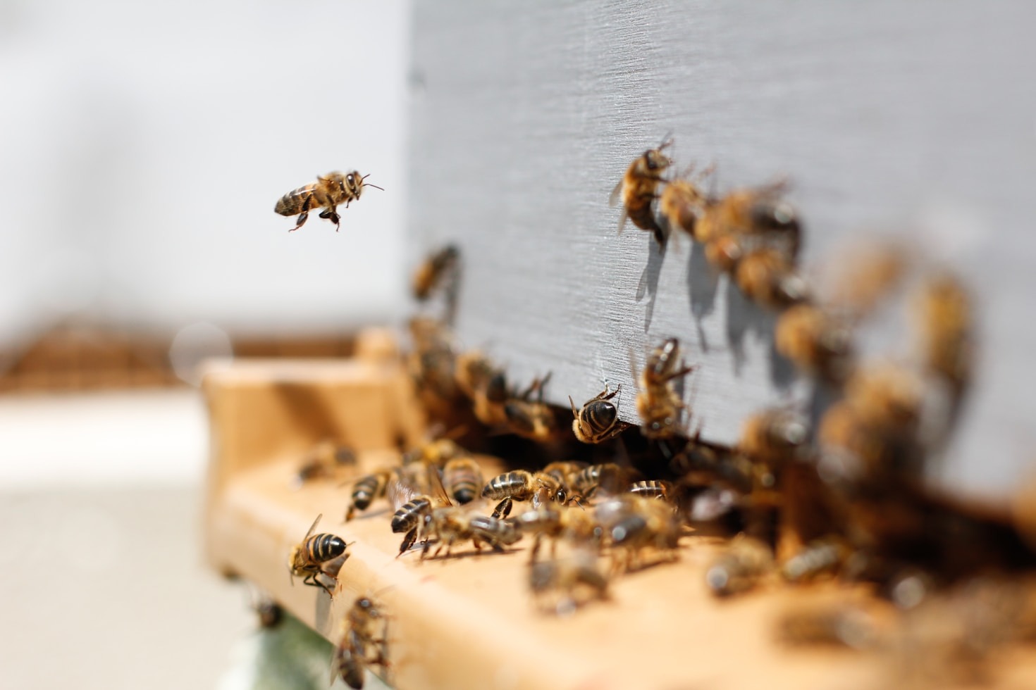 Die Rolle der Bienen in unserem Ökosystem