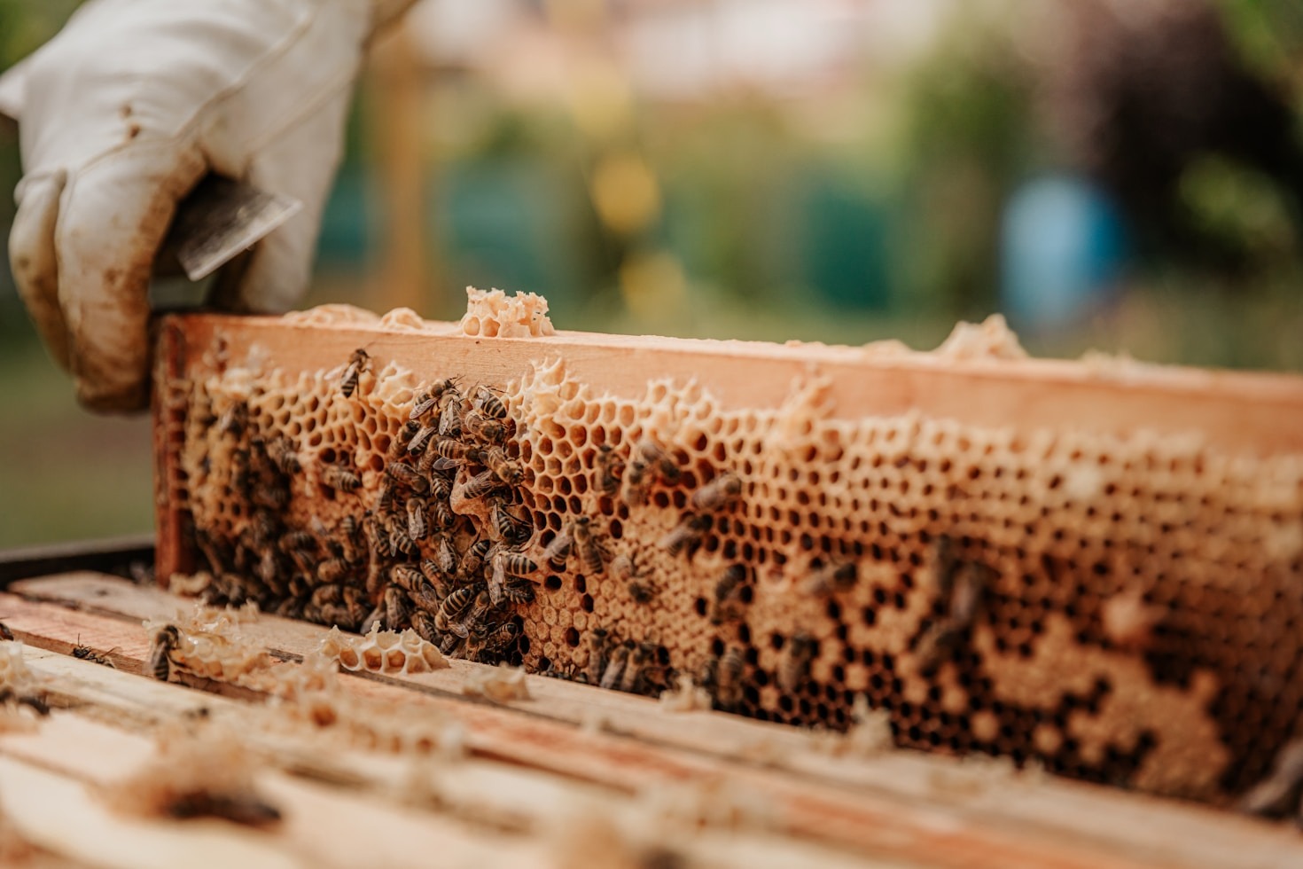 Bienenprodukte: Natürlich und nachhaltig