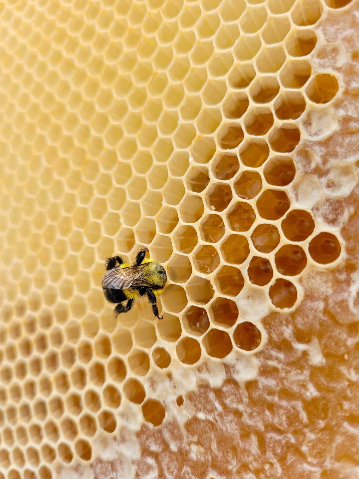 Tipps für einen bienenfreundlichen Garten