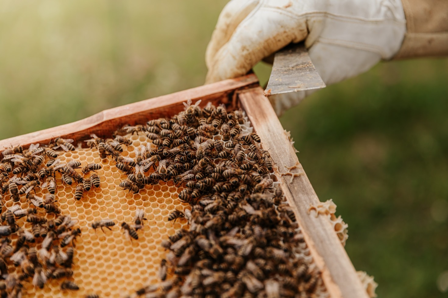 Die Faszination hinter der Bienenhaltung